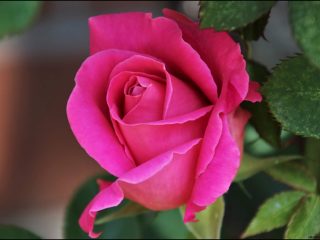 Enam Mawar Pink Menakjubkan: Pesona yang Tak Ternilai